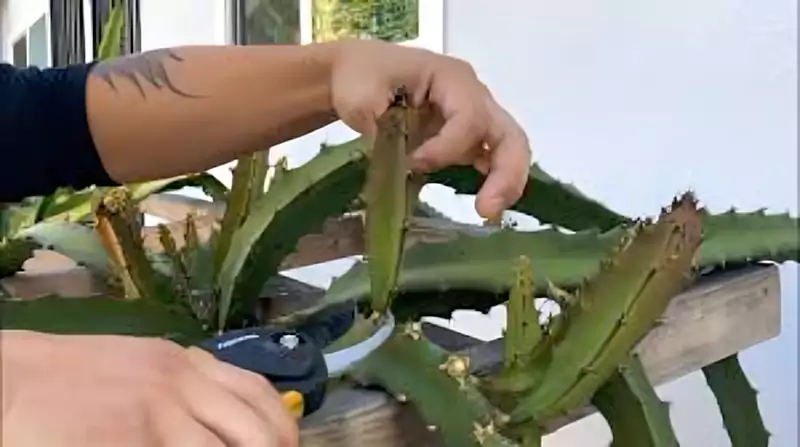 Pruning the dragon fruit plant