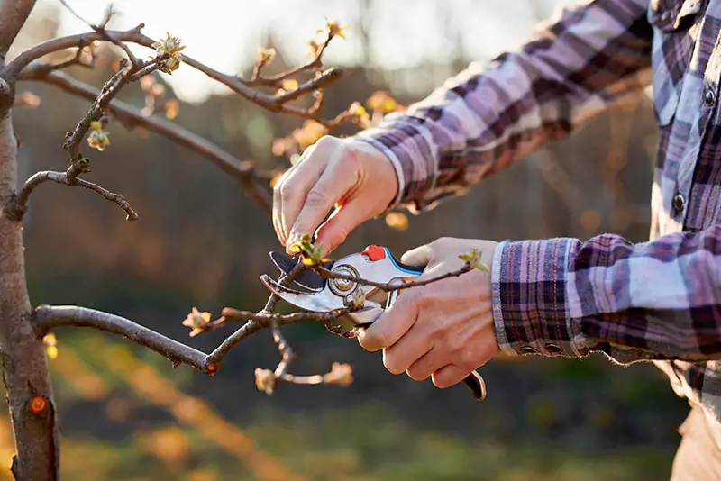 Pruning trees
