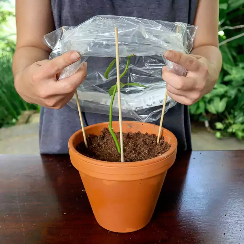 Rose cutting covered with plastic