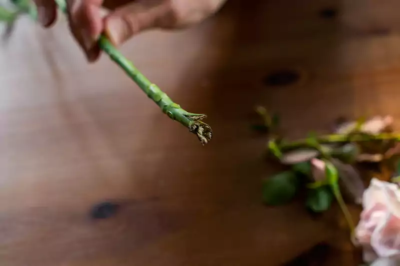 Rose cuttings slit ends