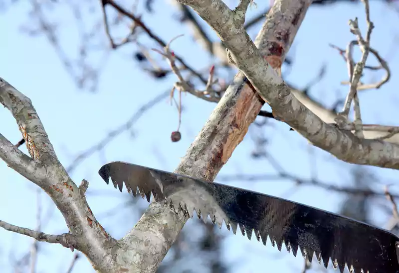 Rubbing branches