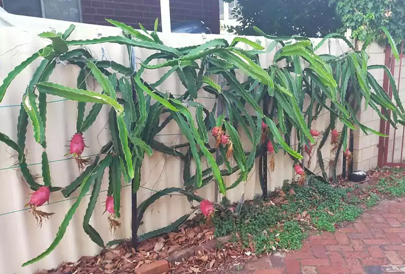 Single pole trellis