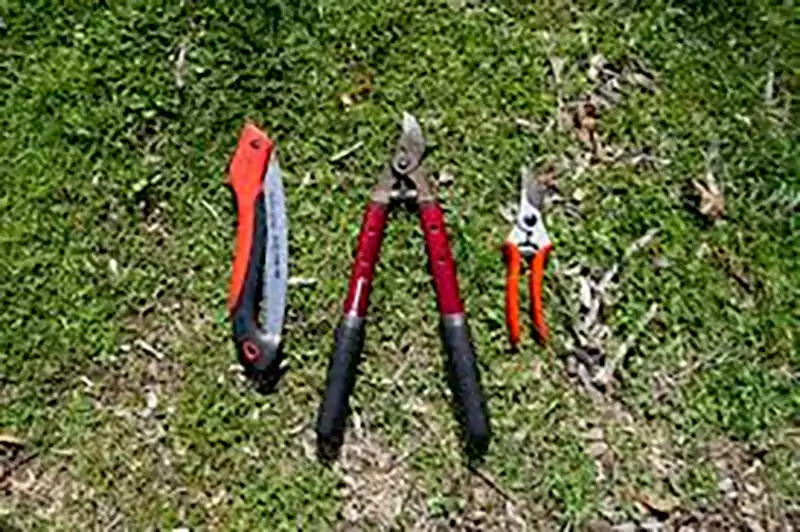 Tools for pruning fruit trees