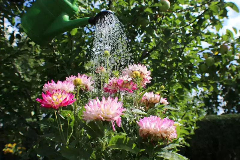 Watering dahlias