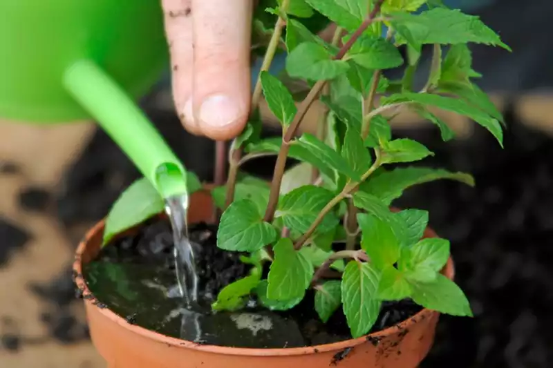 Watering mint