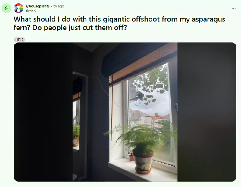 What should I do with this gigantic offshoot from my asparagus fern Do people just cut them off