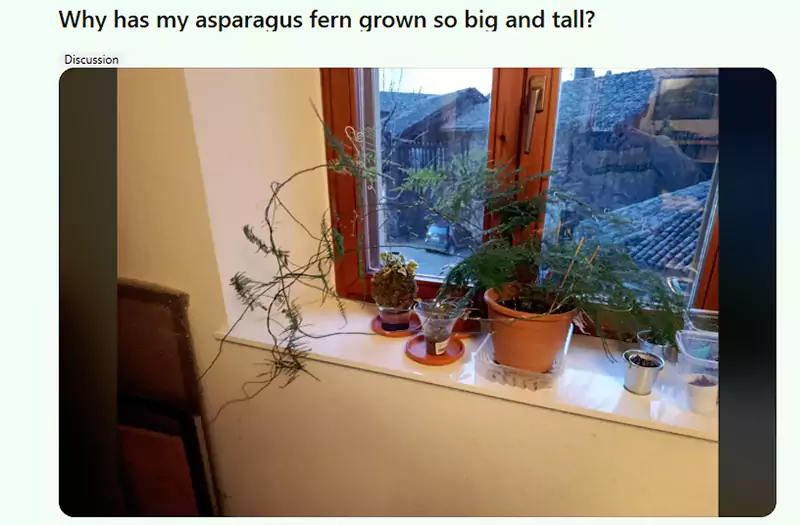 Why has my asparagus fern grown so big and tall