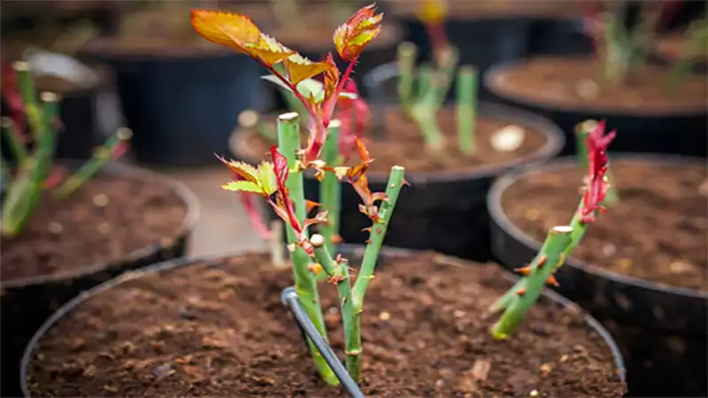 d-Grow a Rose Bush From Cuttings