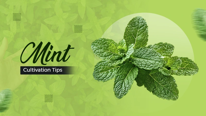 grow mint indoors