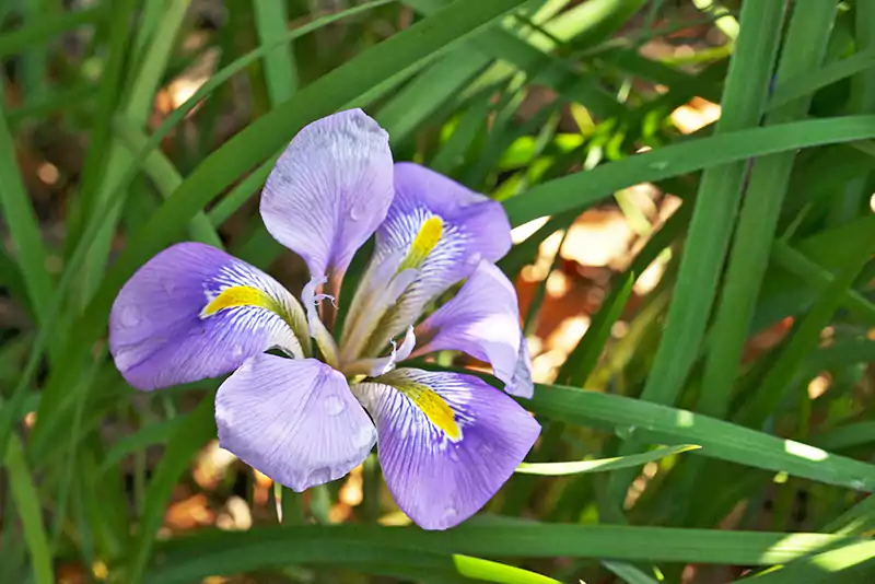Algerian Iris