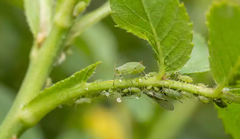 Aphids