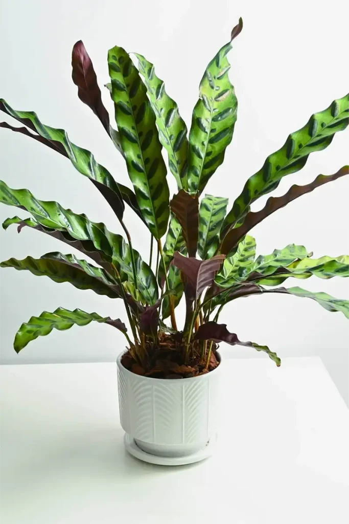 Calathea Lancifolia 