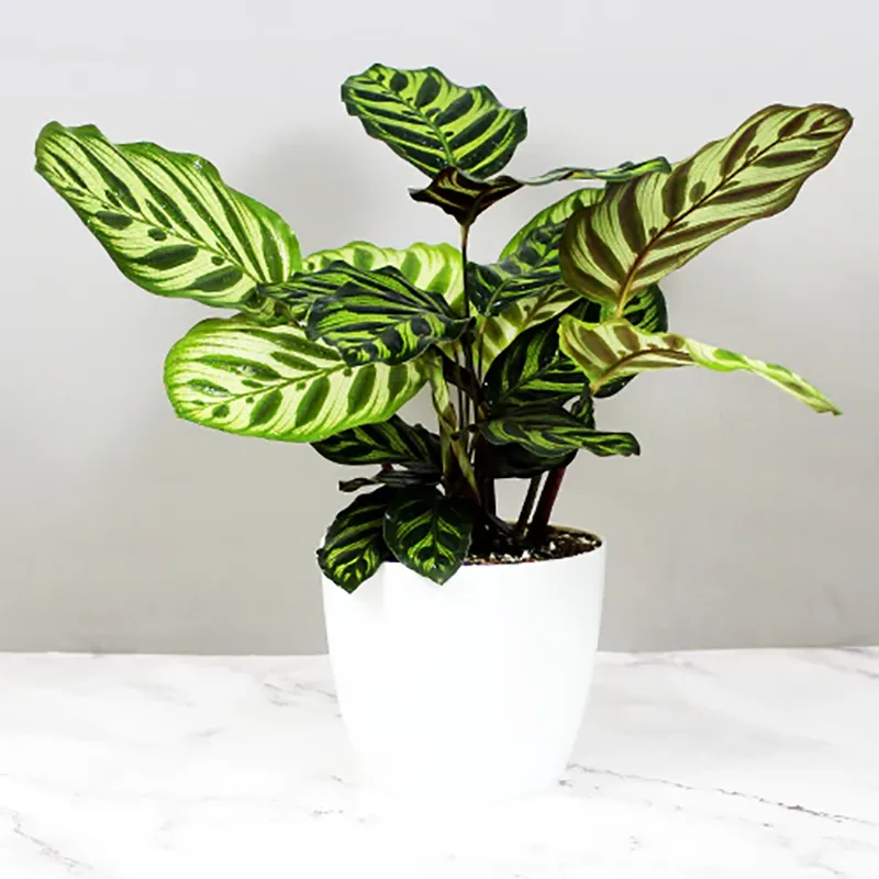 Calathea Makoyana