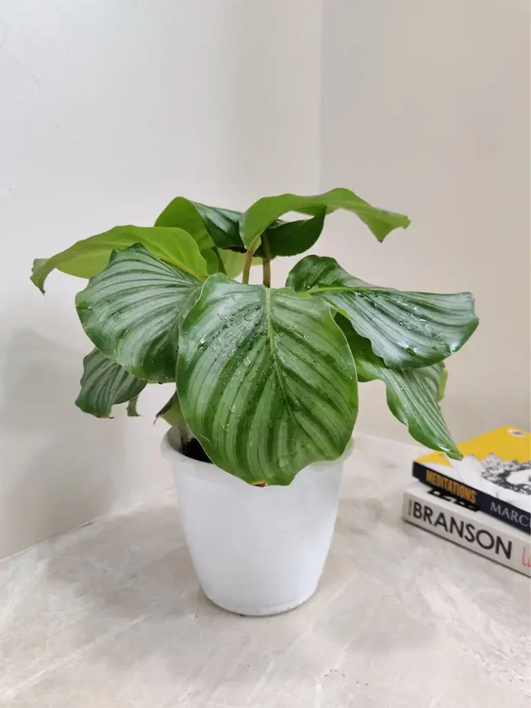 Calathea Orbifolia