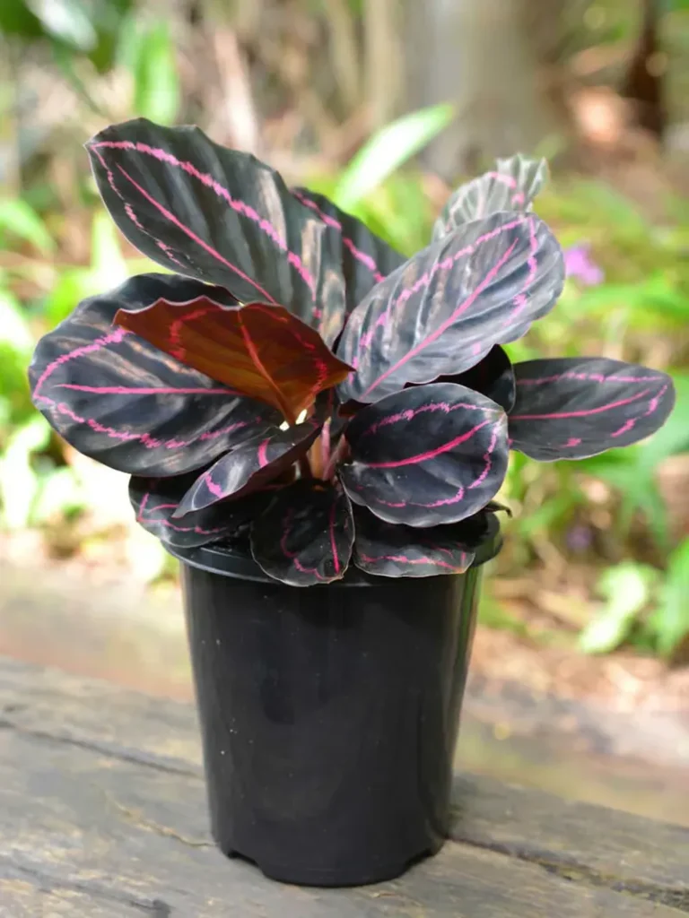Calathea Roseopicta 
