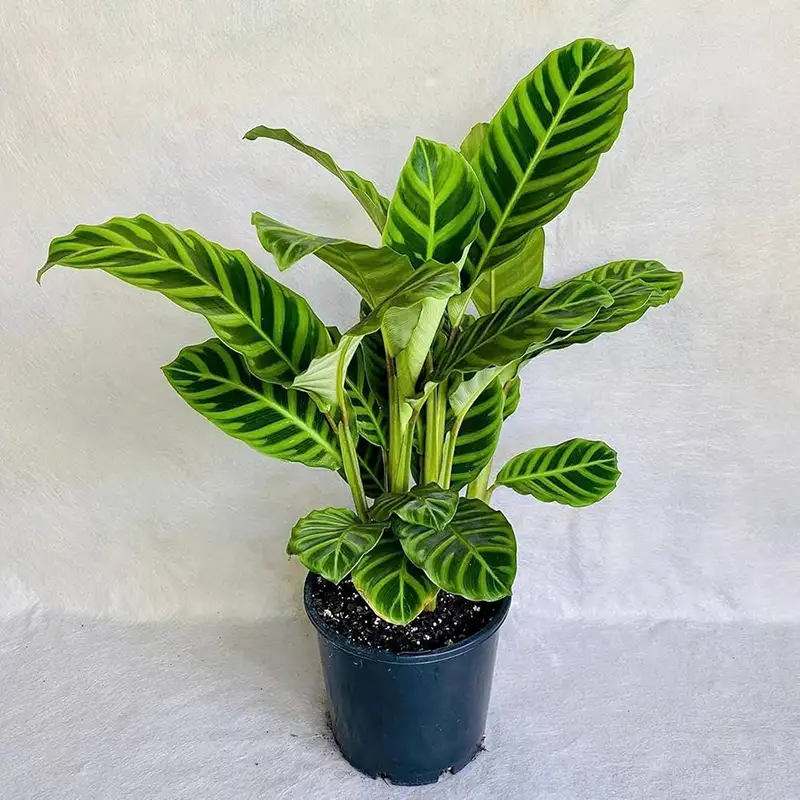 Calathea Zebrina 