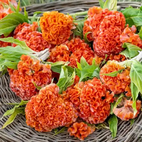 Celosia Orange Queen Improved
