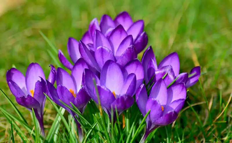 Crocuses