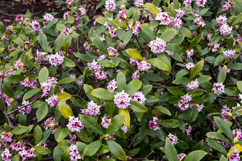 Daphne Shrubs