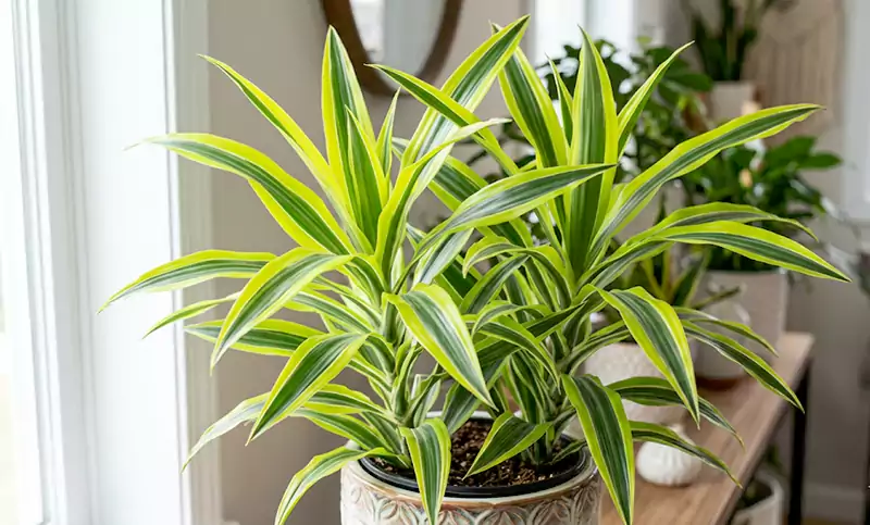 Dracaena lemon lime