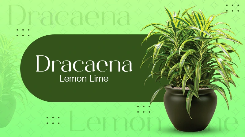 Dracaena