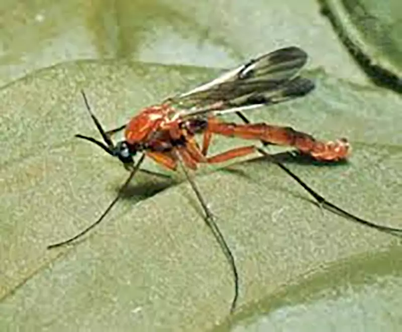 Fungus Gnats