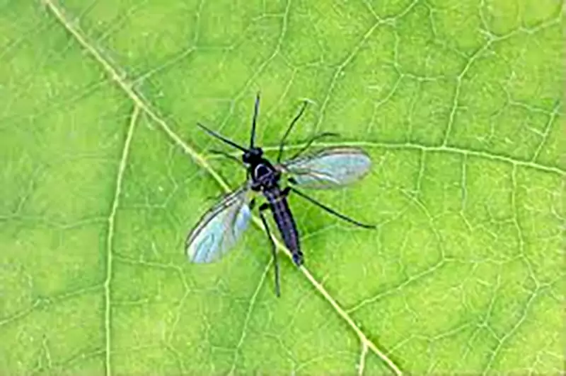 Fungus Gnats