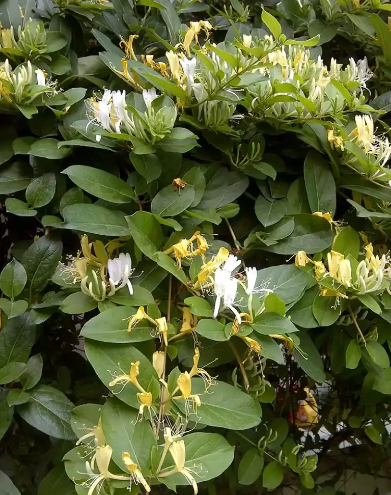 Japanese Honeysuckle
