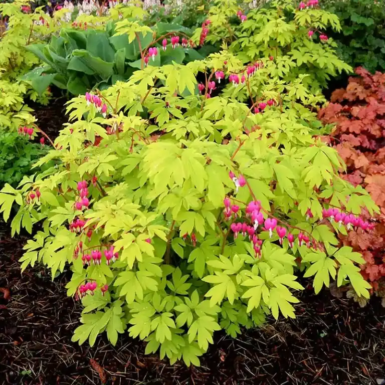 Lamprocapnos spectabilis Gold Heart