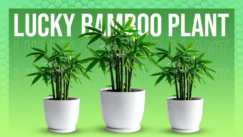 Lucky Bamboo Plant