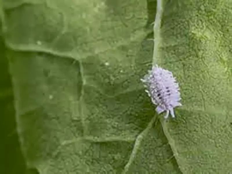 Mealybugs