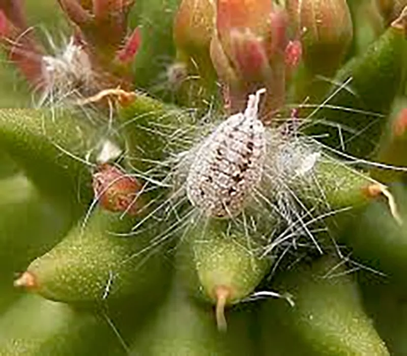 Mealybugs