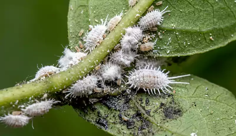 Mealybugs