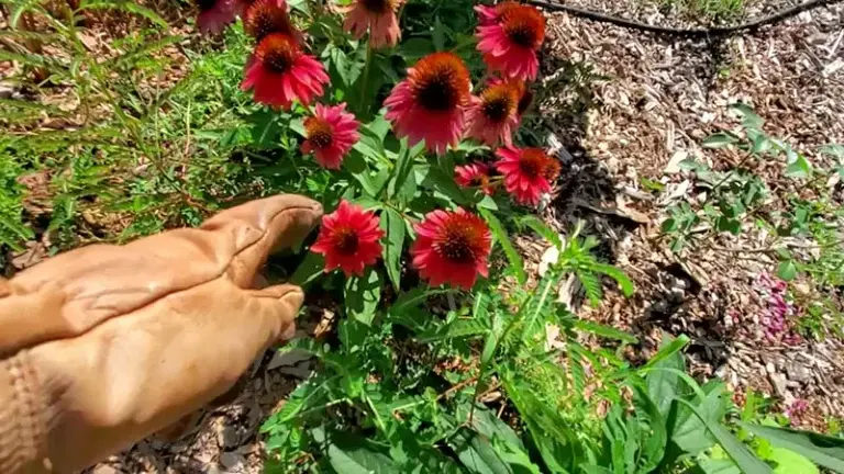Propagating Coneflowers