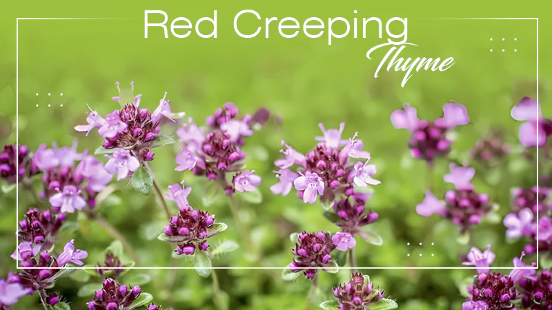 Red Creeping Thyme