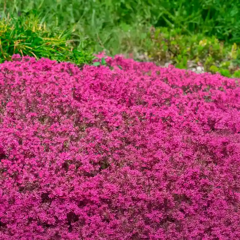 Red Creeping Thyme