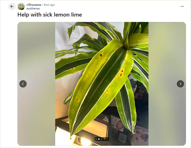 Reddit Screenshots