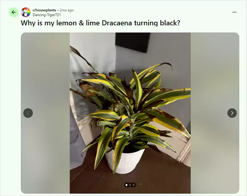 Reddit Screenshot