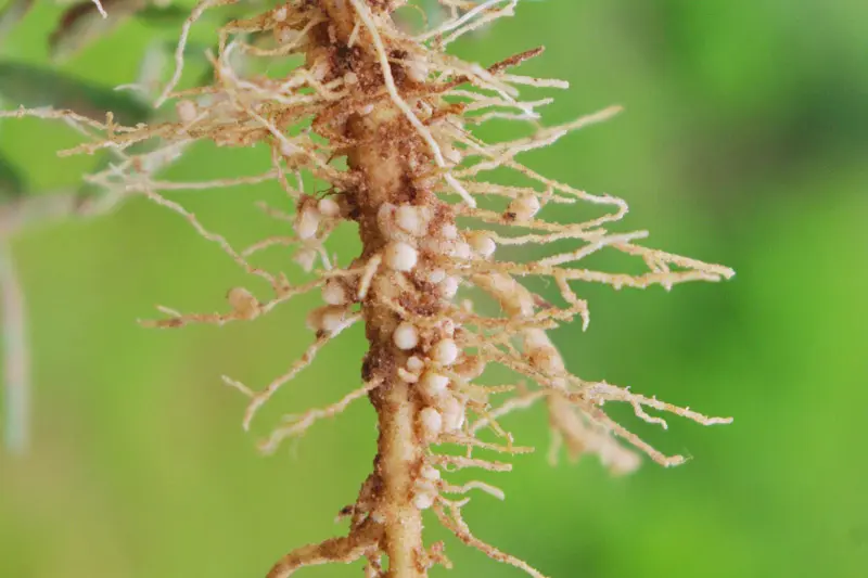 Root-Knot Nematodes