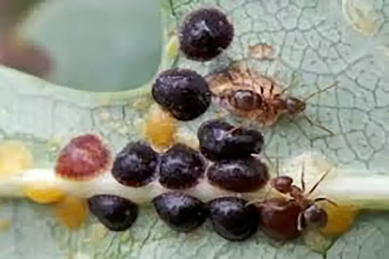 Scale Insects