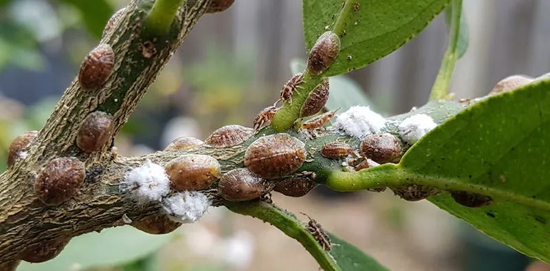 Scale Insects
