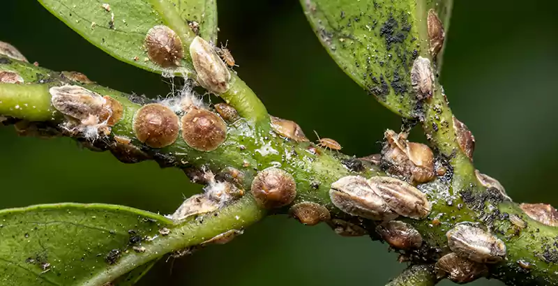 Scale Insects