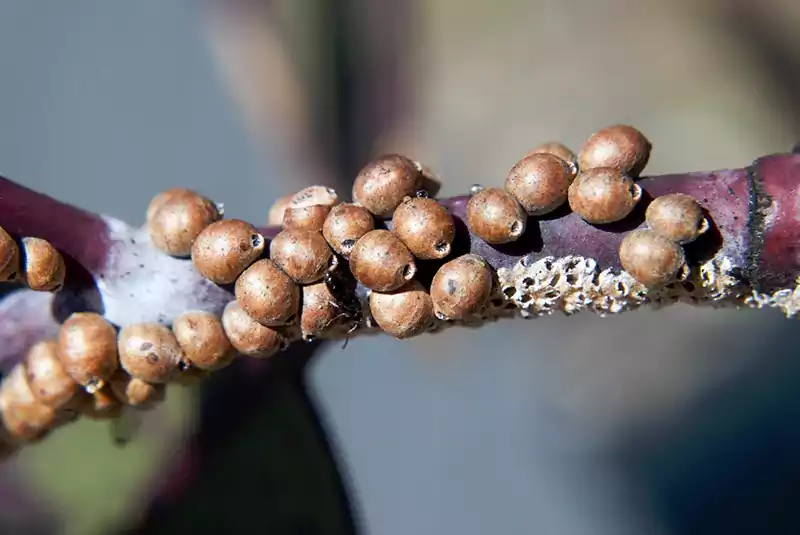 Scale Insects