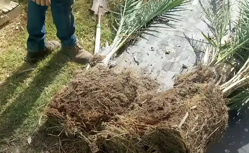 Separating an offshoot to plant the tree