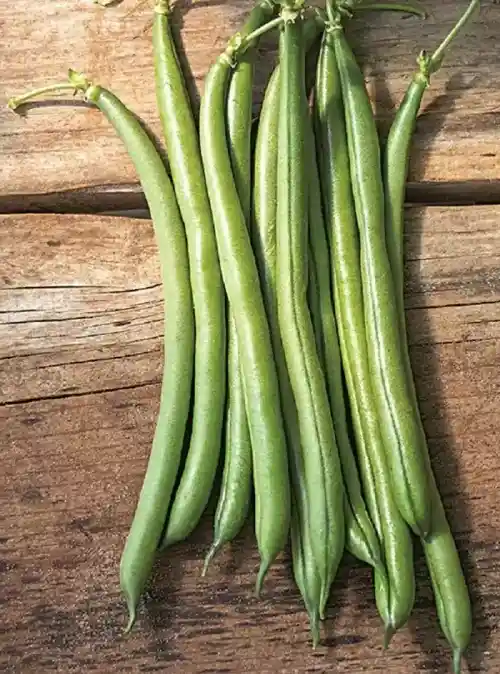 Seychelle Pole Beans