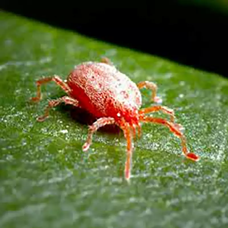Spider Mites