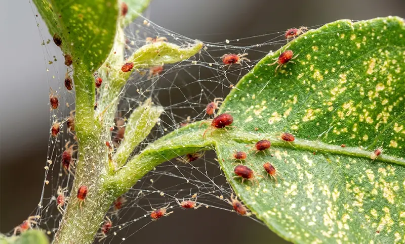 Spider Mites
