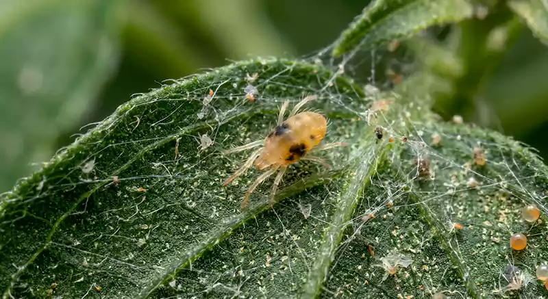 Spider Mites