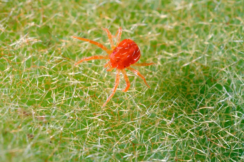 Spider
