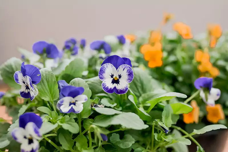 Violas